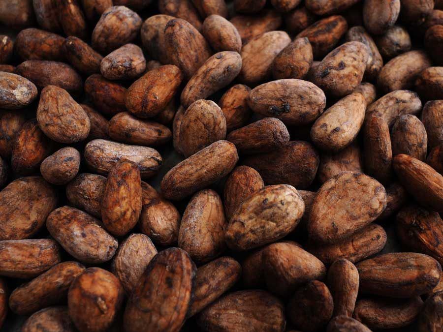 Cacao (Seco en grano)